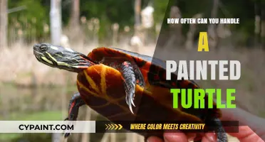 Caring for Painted Turtles: A Guide to Handling Frequency