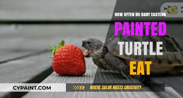 Feeding Frequency for Baby Eastern Painted Turtles: A Complete Guide