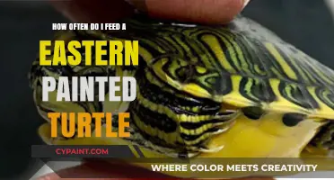 Feeding Guide for Eastern Painted Turtles: How Often?