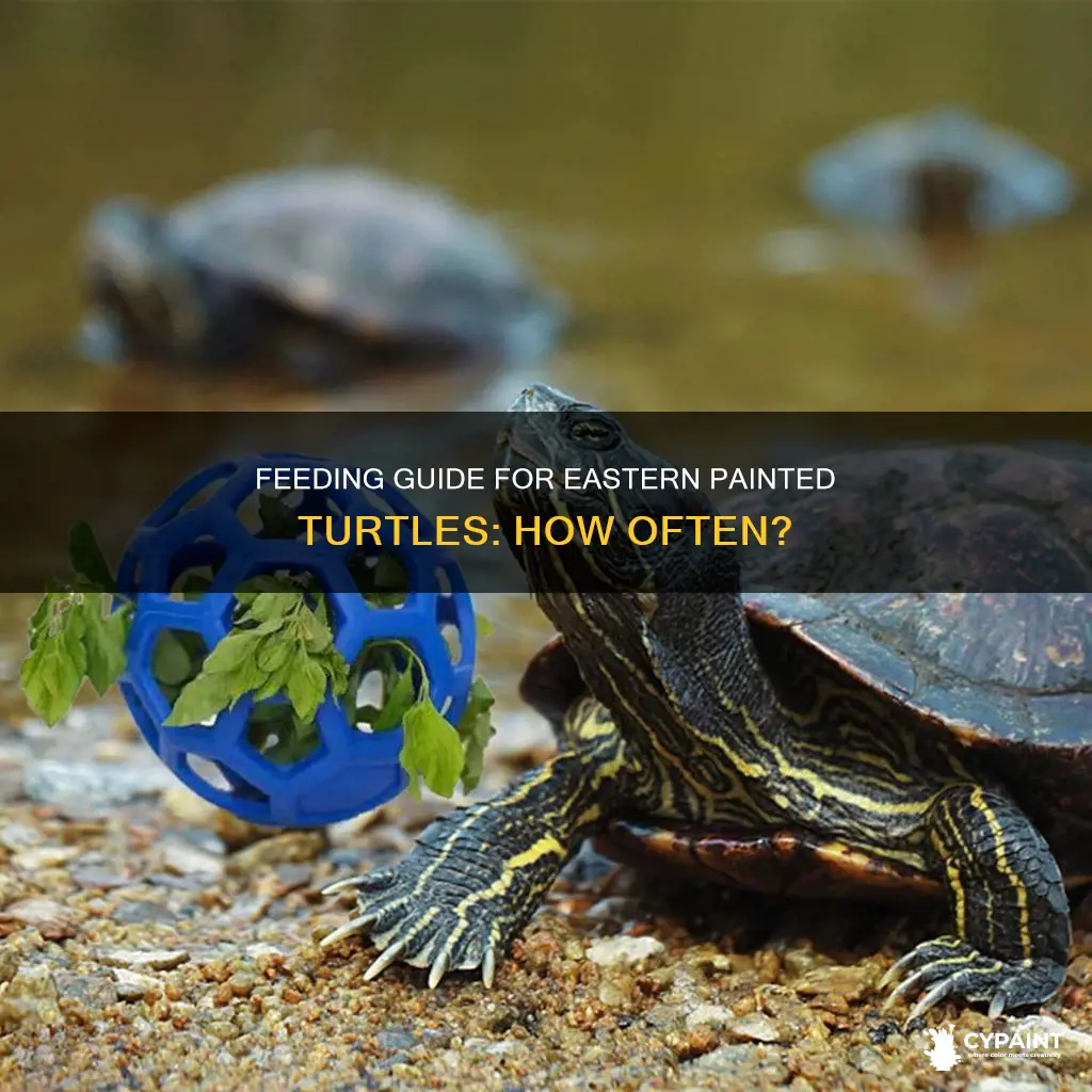 how often do i feed a eastern painted turtle