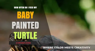 Feeding Baby Painted Turtles: How Often and What to Feed Them