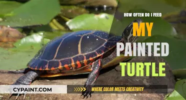 Feeding Your Painted Turtle: Optimal Schedule for a Healthy Pet