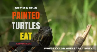 Midland Painted Turtles' Feeding Frequency: A Comprehensive Guide