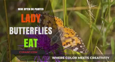 Painted Lady Butterflies' Feeding Habits: How Often Do They Eat?