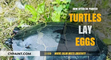 Painted Turtle Egg-Laying Frequency: Understanding Their Reproductive Cycle