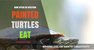 Western Painted Turtles' Feeding Frequency: A Comprehensive Guide