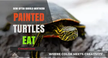 Feeding Northern Painted Turtles: Optimal Meal Frequency for Health and Growth