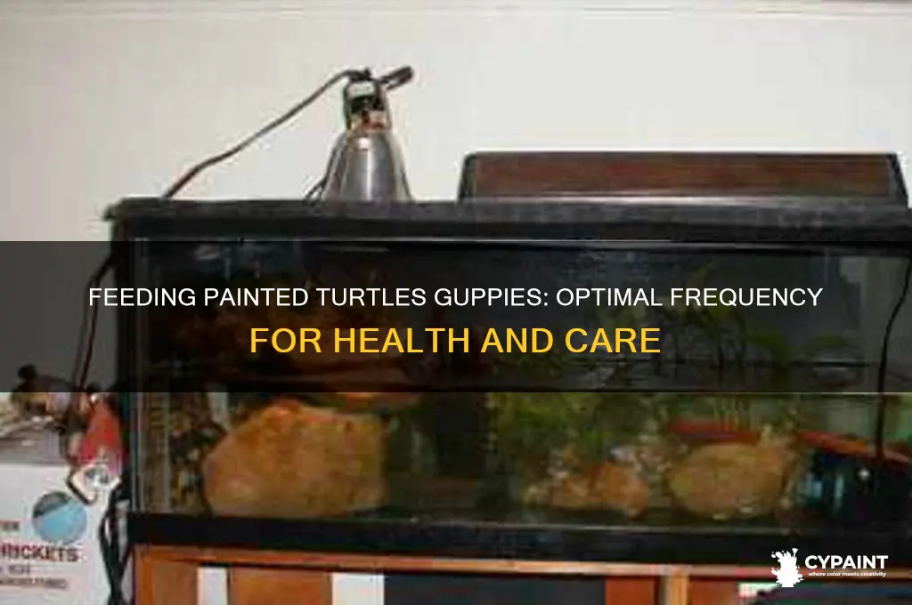how often should painted turtles eat guppies