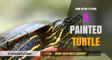 Optimal Feeding Schedule for Your Painted Turtle's Health and Happiness