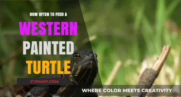Optimal Feeding Schedule for Your Western Painted Turtle: A Guide