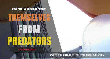 Redstart Defense Strategies: How Painted Redstarts Evade Predators