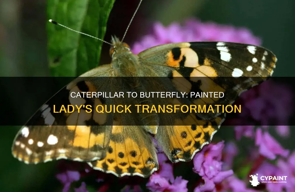 how quickly do painted ldy butterflies from caterpillars butterflies