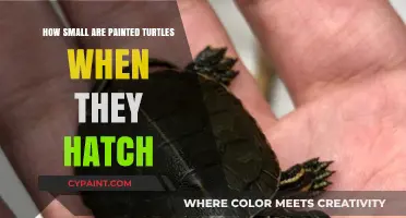 Tiny Beginnings: The Surprising Size of Newborn Painted Turtles