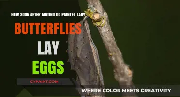 Painted Lady Butterflies: Egg-Laying Timeline Post-Mating Explained