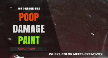Bird Poop on Car Paint: How Quickly Does Damage Occur?