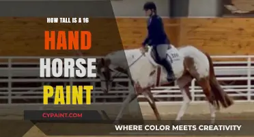 Understanding the Height of a 16-Hand Paint Horse: A Guide