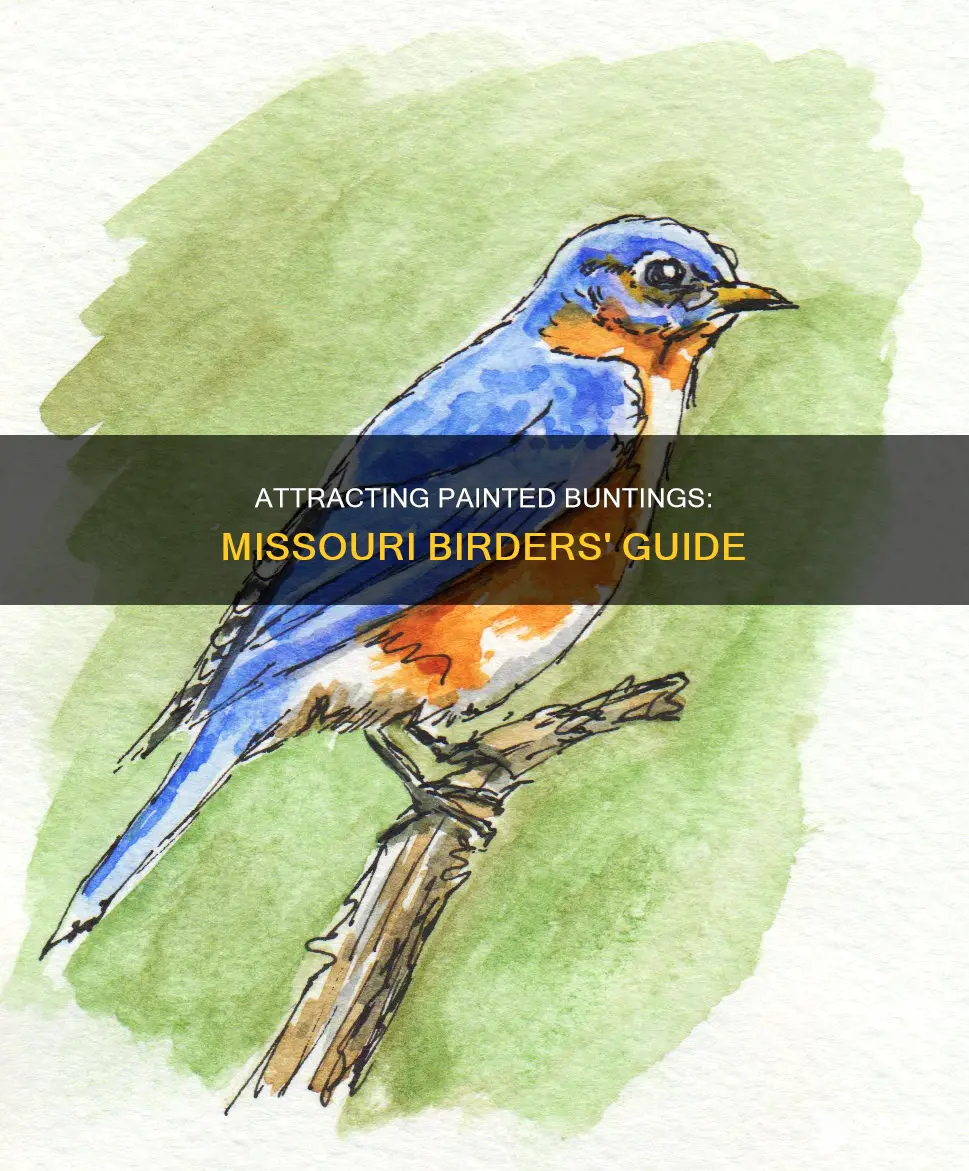 how to attract painted bunting to feeder in missouri