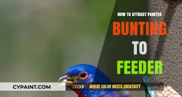 Attracting Painted Buntings: Tips for a Vibrant Feeder Experience