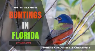 Attracting Painted Buntings in Florida: Tips for Bird Enthusiasts