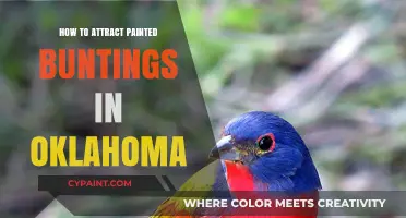 Attracting Painted Buntings in Oklahoma: Tips for Birdwatchers