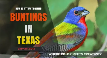 Attracting Painted Buntings in Texas: Tips for Birdwatchers and Gardeners