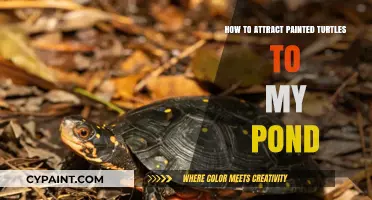 Creating a Painted Turtle Haven: Tips for Attracting Turtles to Your Pond