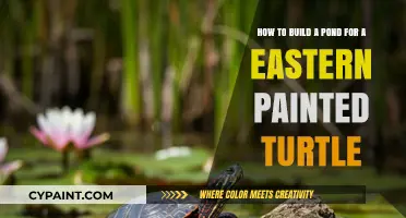 Creating a Perfect Pond Habitat for Your Eastern Painted Turtle