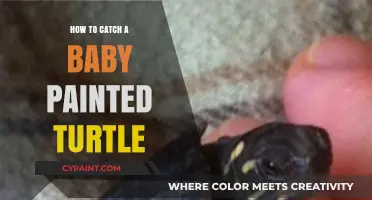 Catching Baby Painted Turtles: A Beginner's Guide to Ethical Handling
