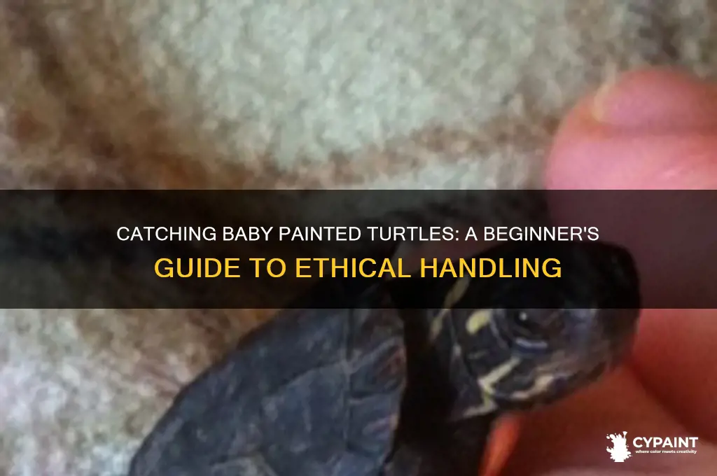 how to catch a baby painted turtle