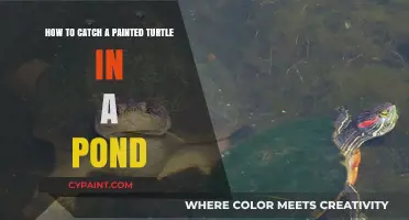 Catching Painted Turtles: Pond Exploration