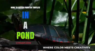 Catching Painted Turtles: A Guide to Pond Turtle Trapping Techniques