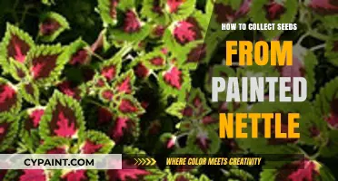 Harvesting Painted Nettle Seeds: A Step-by-Step Guide for Gardeners