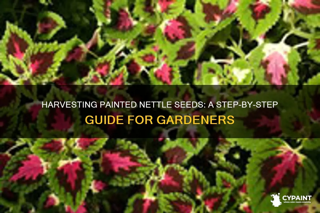 how to collect seeds from painted nettle