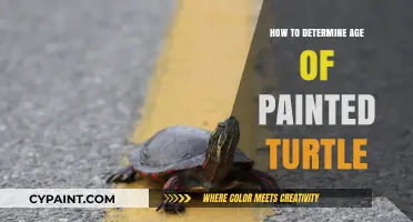 Identifying the Age of Painted Turtles: A Comprehensive Guide