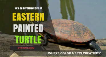 Identifying Eastern Painted Turtle Gender: A Simple Guide for Beginners