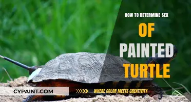 Identifying the Sex of Your Painted Turtle: A Simple Guide