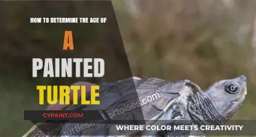 Painted Turtles: Determining Their Age