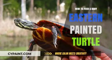 Caring for Your Baby Eastern Painted Turtle: A Feeding Guide