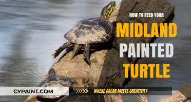 Caring for Your Midland Painted Turtle: A Complete Feeding Guide