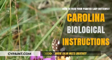 Feeding Your Painted Lady Butterfly: Carolina Biological Care Guide
