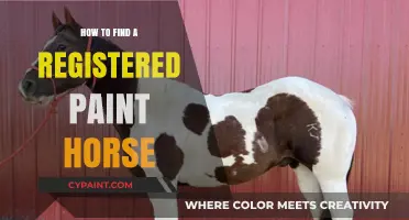 Finding Your Perfect Registered Paint Horse: A Comprehensive Guide