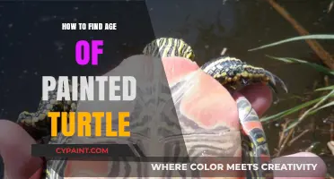 Determining the Age of Your Painted Turtle: A Simple Guide