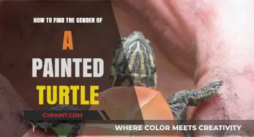 Discovering the Gender of Painted Turtles