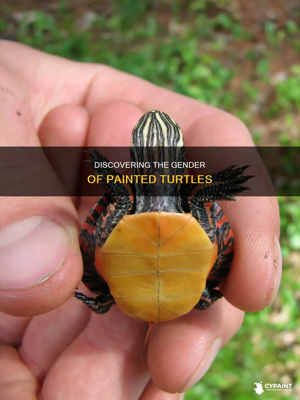 how to find the gender of a painted turtle