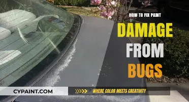 Effective Tips to Repair Bug-Caused Paint Damage on Your Vehicle