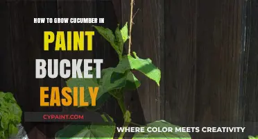 Easy Paint Bucket Gardening: Growing Cucumbers in Small Spaces