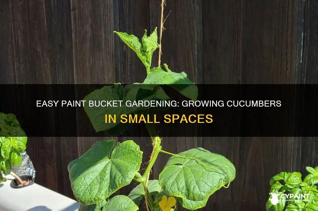 how to grow cucumber in paint bucket easily