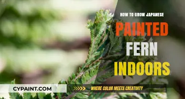 Growing Japanese Painted Ferns Indoors: Tips for Lush, Vibrant Foliage