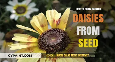 Growing Painted Daisies: A Step-by-Step Seed Starting Guide