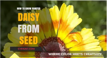 Growing Painted Daisies: A Step-by-Step Seed to Bloom Guide
